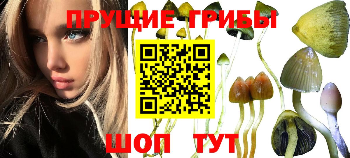 Зеленогорск  Галлюциногенные грибы Magic Shrooms  Галлюциногенные грибы Magic Shrooms  Вход с VPN 